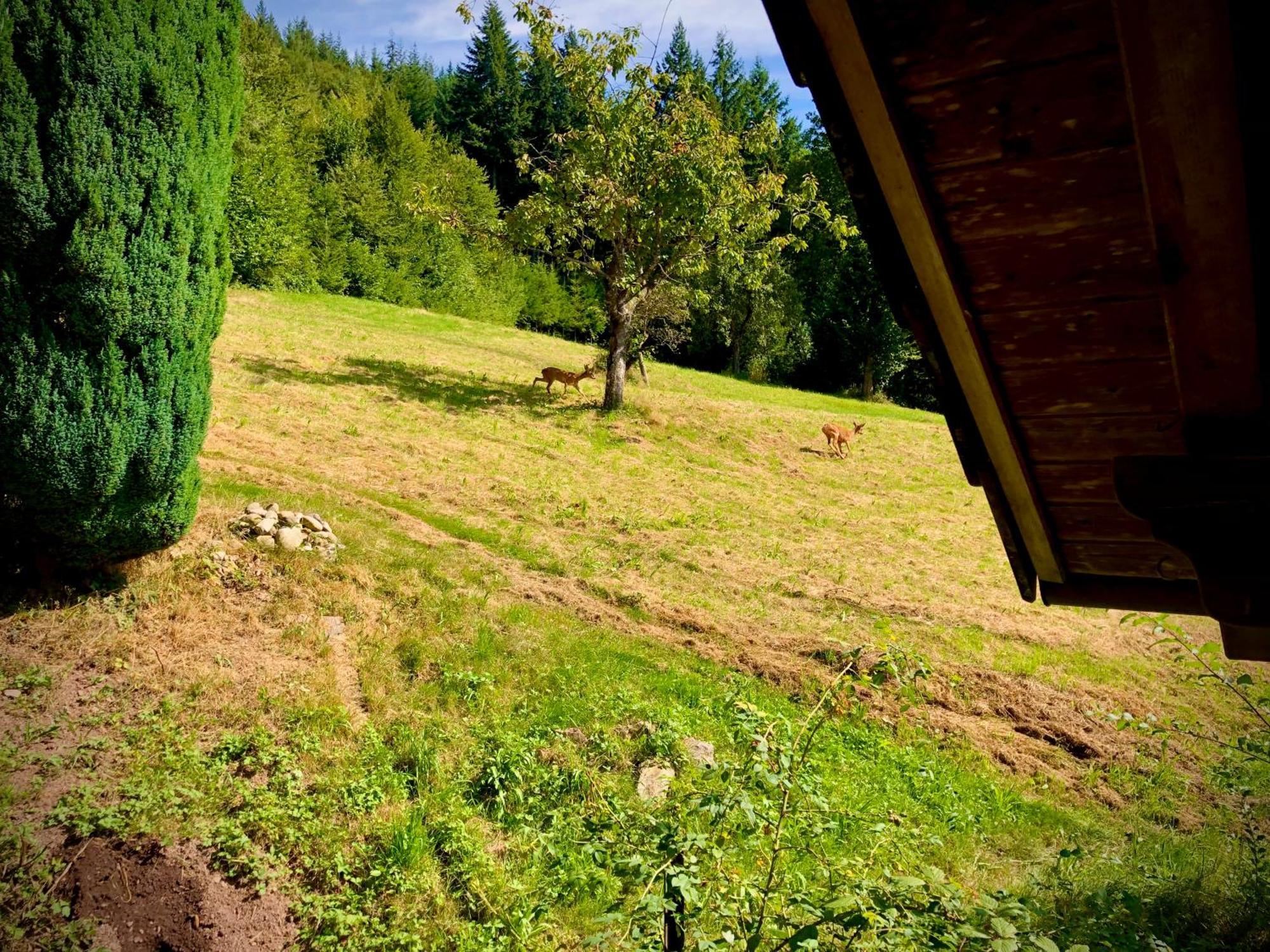 Hotel Ferien Im Schwarzwald Freiamt Zewnętrze zdjęcie